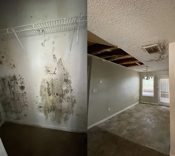 Mold Removal Services in Athens, GA